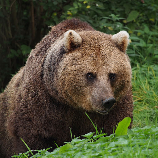 Brown bear facing camera.