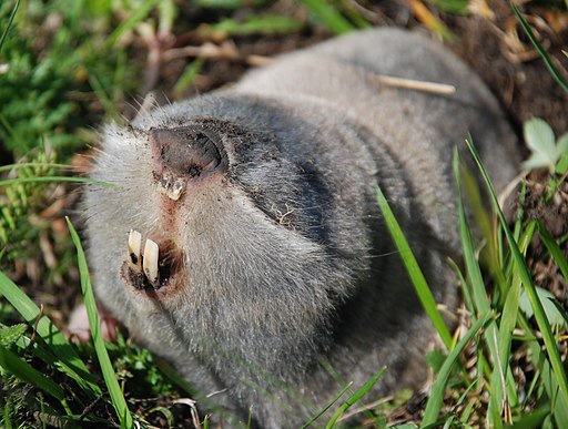 Greater blind mole-rat looking left
