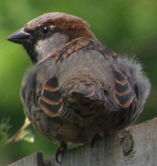 House sparrowon fence, body acing away from camera, head turned to left