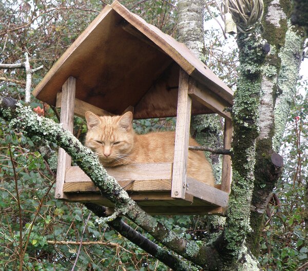 Ginger cat in wooden bird feeder in apple-tree facing camera facing camera