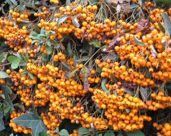 A mass of yellow cotoneaster berries