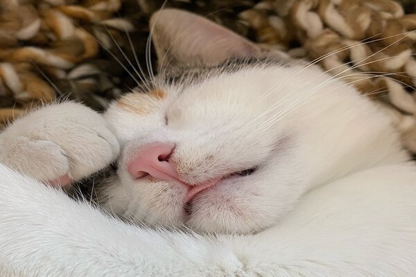 Cat asleep with paw on face