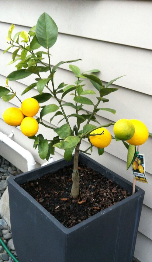 Lemon tree in container