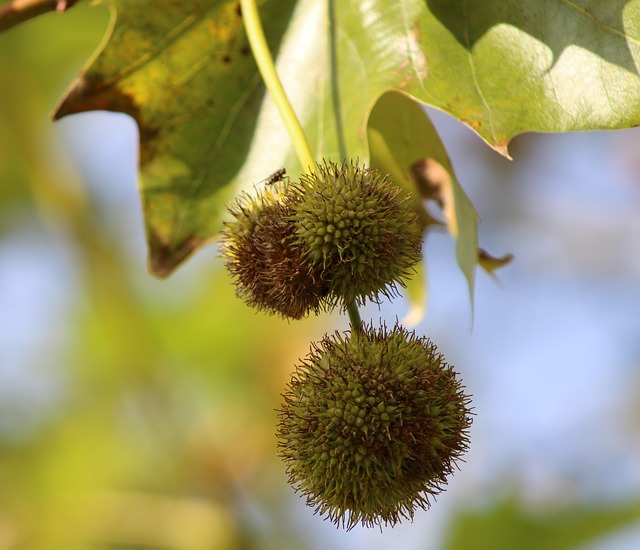 Two globular American scyamore seeds