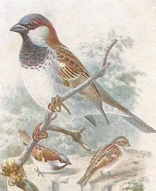 House Sparrow by Archibald Thorburn Painting of male house-sparrow