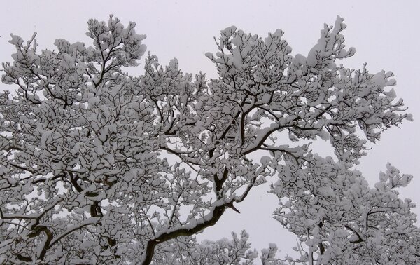Snow-covered branches