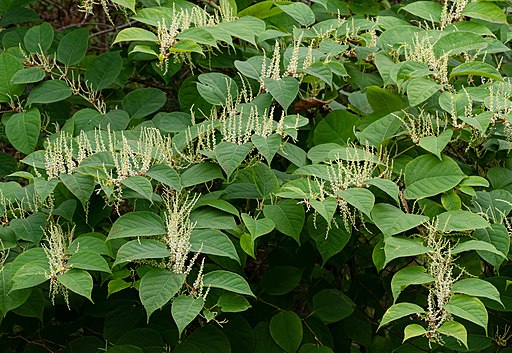 Japanese Knotweed. Theadlike white flowers among leaves.