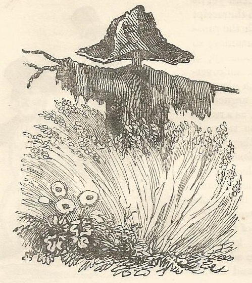 Woocuyt design of scarecrow with tricorne hat