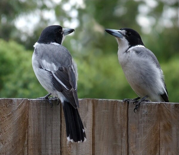 Two gret shrikes on garden fence