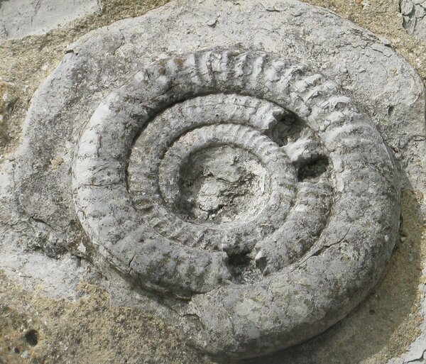 Large gey coiled ammonite set in a wall
