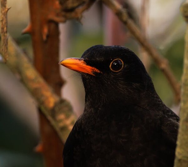 Head and upper part of blackbird looking left