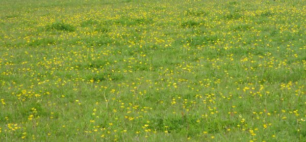 Field of buttercups