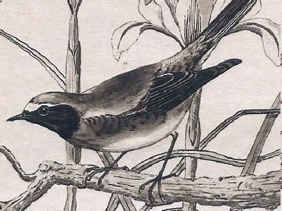 Redstart. Detail of painting by H.D. Astley