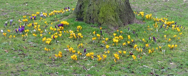 Mauve and yellow crocuses at base of tree