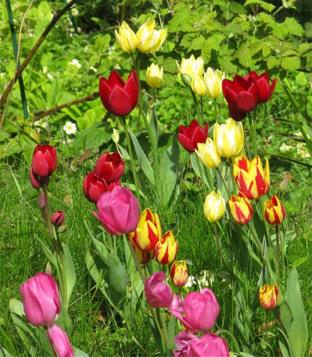 Tulips, pink, red, yellow, striped.