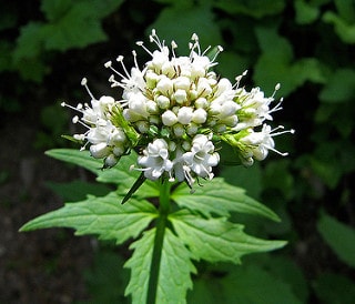 Sitka valerian. White flower