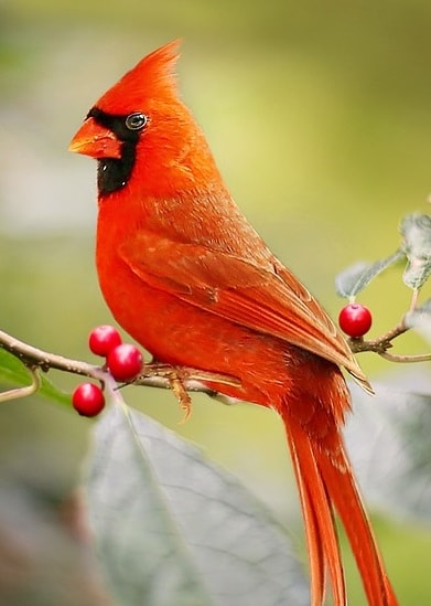 Cardinal (bird) and berries