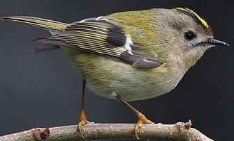 Goldcrest on twig looking right
