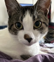 Head of grey and white cat looking at camera