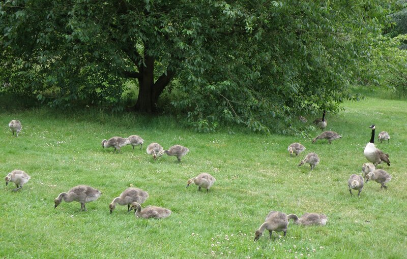 Goslings in Kew gardens. An adult Canada Goose is surrounded by twenty large, grey goslings grazing on a patch of open grassland with a tree in the background.