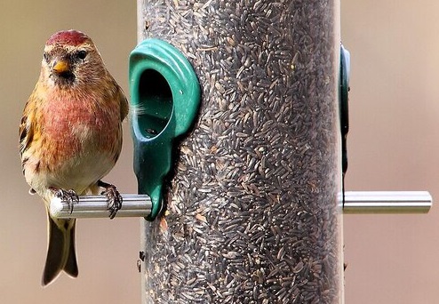 Lesser Redpoll RSPB Sandy. Image by Tim Felce (Airwolfhound CC-BY-SA 2.0 via Wikimedia Commons)