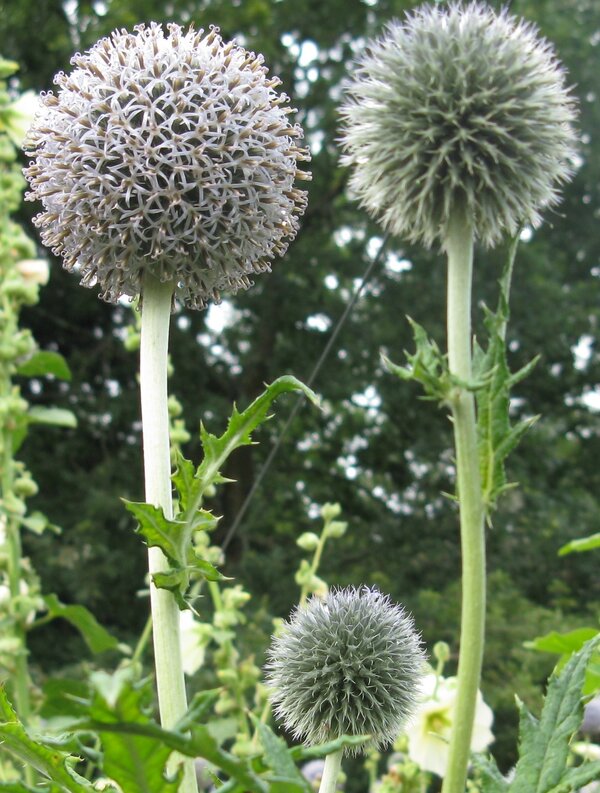 Photo (c) J. G. Betts Three big blue seed heads