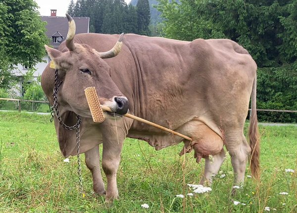 Brown cow with brush handle in mouth facing left but with head turned to right