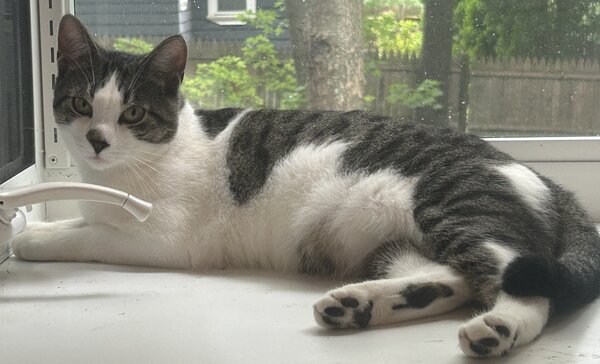 Winston. Photo (c) Felicia Nimue Ackerman Grey and white cat lying fully extended head to left