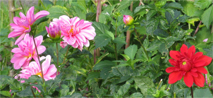 Pink and red dahlias