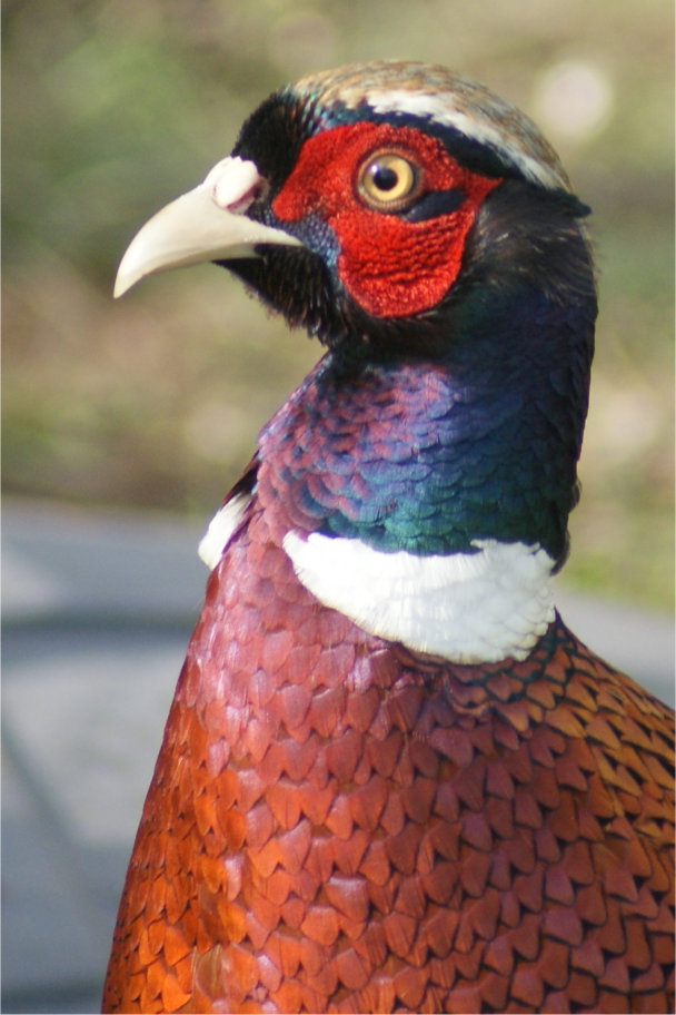 Cock pheasant head and neck.