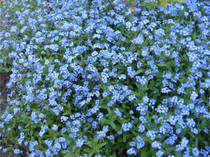 Patch of forget-me-nots
