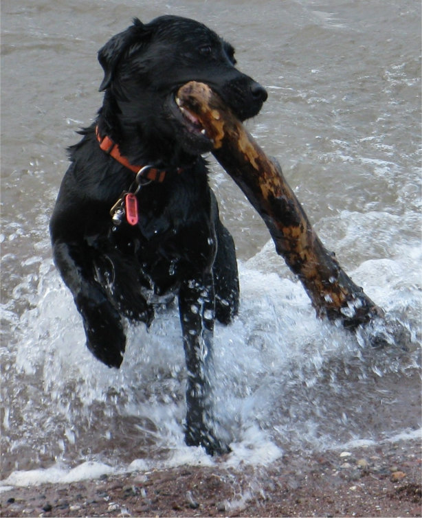 Young black Labrador emerging from sa with a huge stick