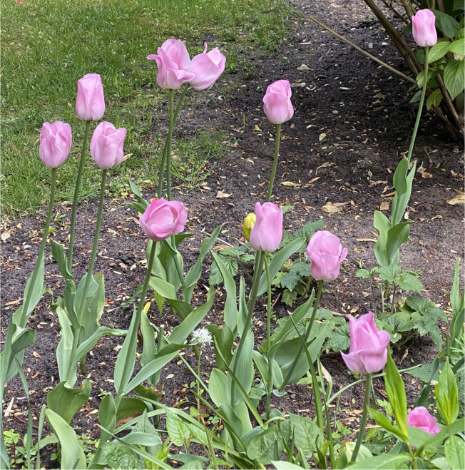 12 pink tulips in Dutch garden