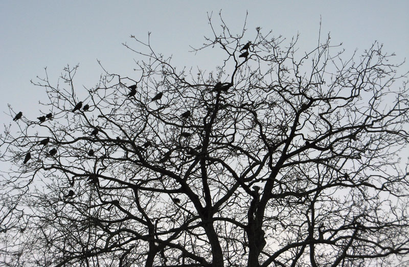 Rooks roosting in leafless tree December