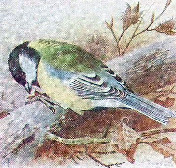 Painting of Great Tit on log facing left