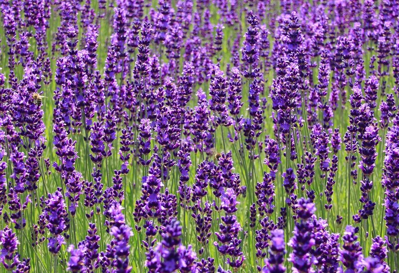 Part of a lavender field