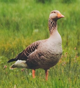 Pink-Footed Goose in grass looking right