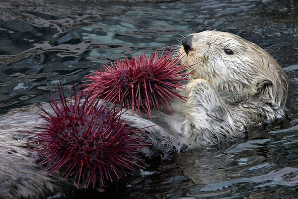 Sea otter with light head floaing on back with two red-spined sea urchins on its chest