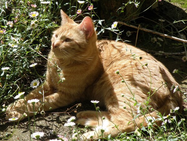 Ginger cat amon flowers
