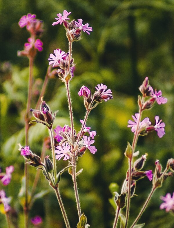 Wild red campion by road