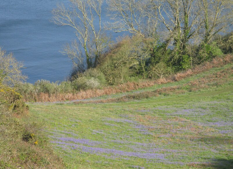 Distant bluebells on green field, path, hedge bare trees, darker blue sea.