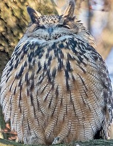 Eagle owl face to camera fluffed up