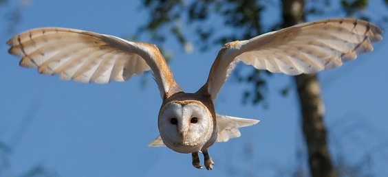 Barn owl in flight facing camera wings extended