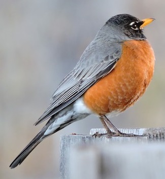 American robin black, white, red.