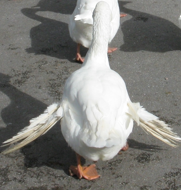 Photo (c) J.G. Betts Clipped winged white goose with back to camera
