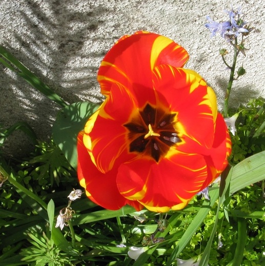 Photo (c) J.G. Betts Close up of red tulip