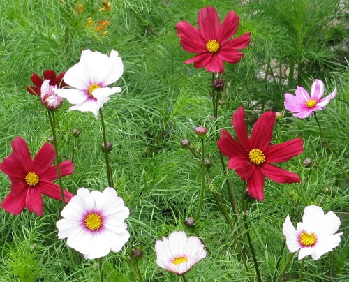 9 blooms of Cosmos against a green background