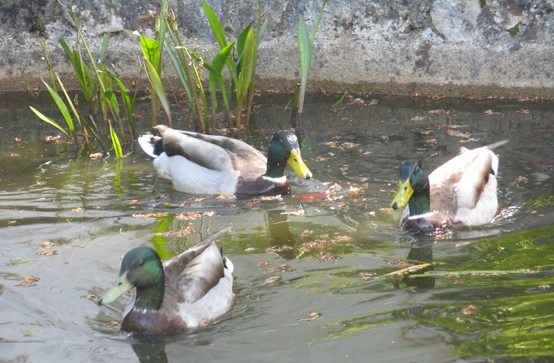 Three wild mallard ducks with green heads and yellow bills swimming together in murky water among aquatic and marginal plants.