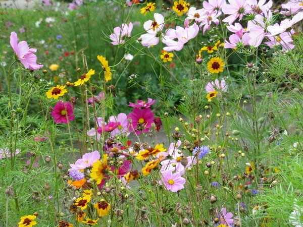Wildflower meadow