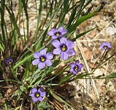 Blue flowers of blue-eyed grass